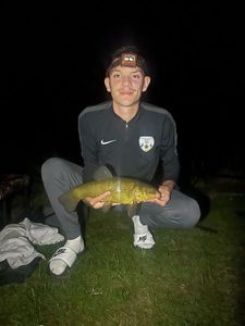 Tench