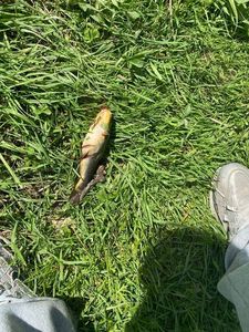 Black Bullhead