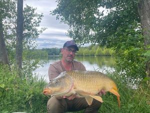 Common Carp