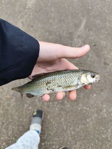 Chub