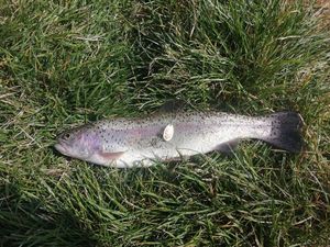 Rainbow Trout