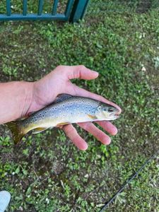 Brown Trout