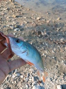 European Perch