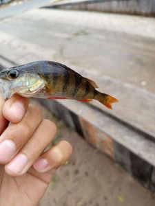 European Perch