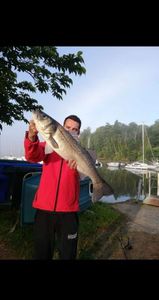 European Bass (Seabass)
