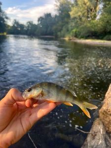 European Perch