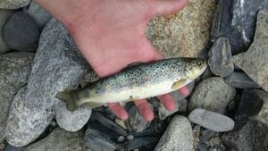 Brown Trout