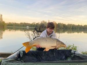 Common Carp
