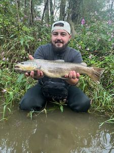 Cutthroat Trout