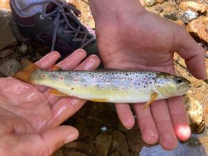 Brown Trout