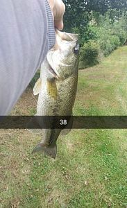 Largemouth Bass