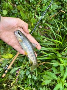 Brown Trout