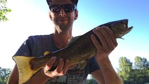 Brown Trout