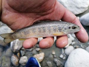 Brown Trout caught by 🎣 Mich Pêche 🎣