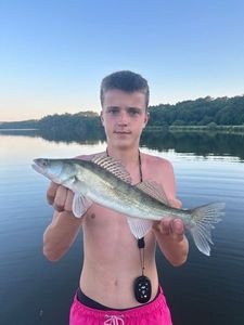 Zander