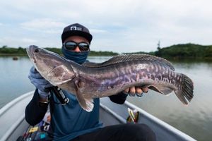 Snakehead