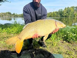 Common Carp