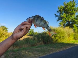 European Perch