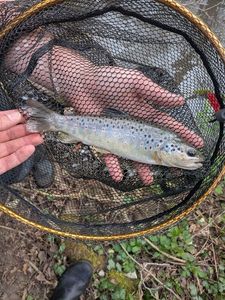 Brown Trout