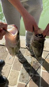 Largemouth Bass