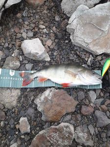 European Perch