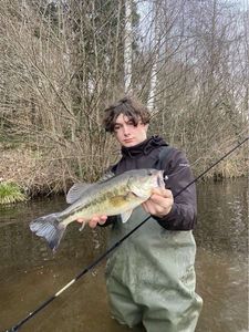 Largemouth Bass