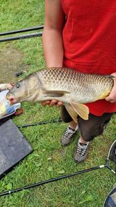 Common Carp