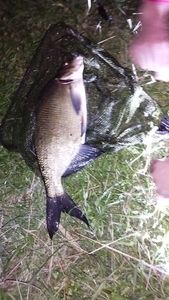 Common Bream