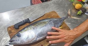 Longtail Tuna