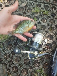 Green Sunfish