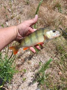 European Perch