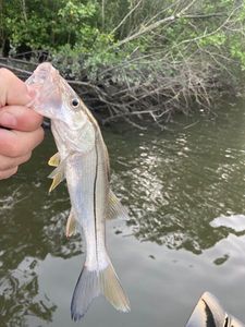 Common Snook