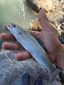 Rainbow Trout