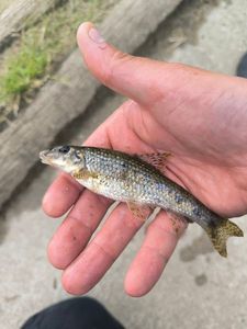 Gudgeon