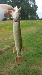 Northern Pike