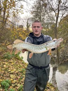 Northern Pike