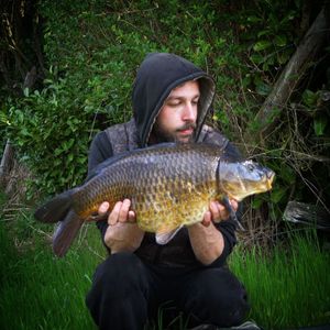 Common Carp