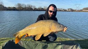 Common Carp