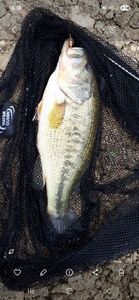 Largemouth Bass