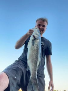European Bass (Seabass)