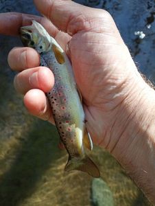 Brown Trout