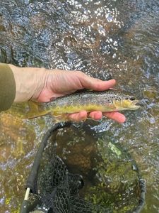 Brown Trout