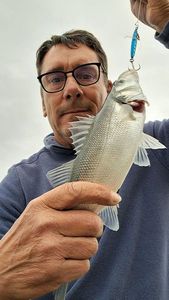 European Bass (Seabass)