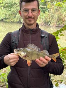 European Perch