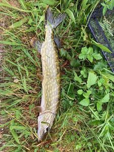 Northern Pike