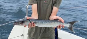 Great Barracuda