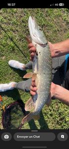 Northern Pike