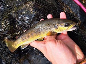 Brown Trout