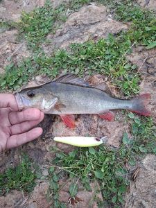 European Perch