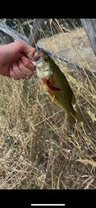 Black Sea Bass